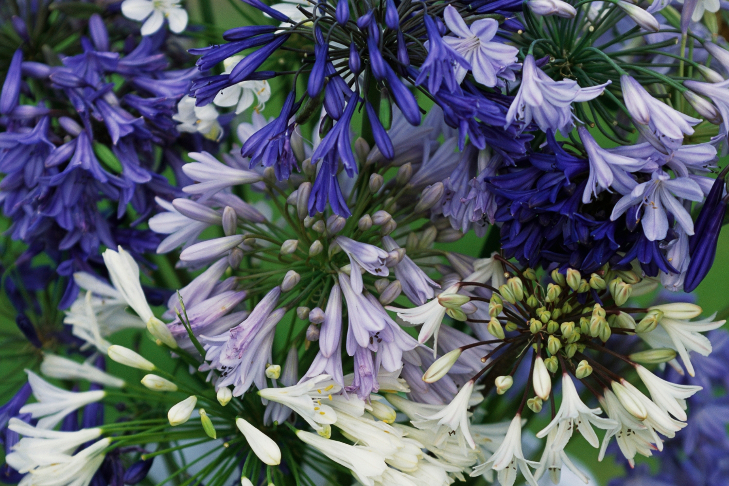 Replace invasive agapanthus with these 6 Australian native alternatives